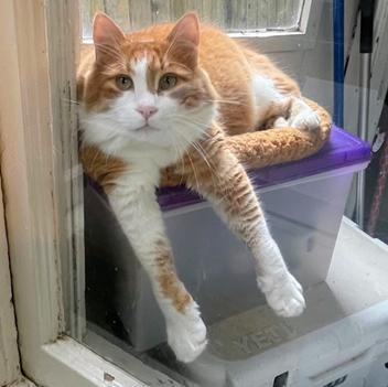 Leo