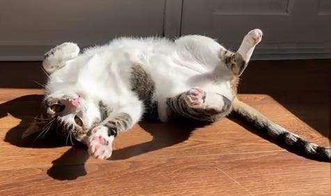 キャット Marshall - Give Me Shelter Cat Rescue