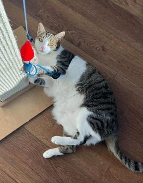 Marshall - Give Me Shelter Cat Rescue