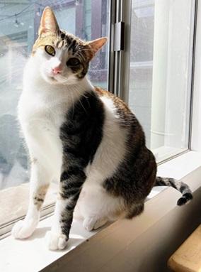 Marshall - Give Me Shelter Cat Rescue