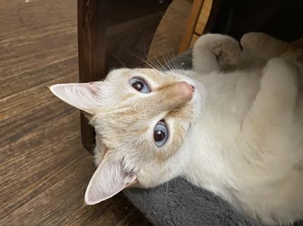 Elsa