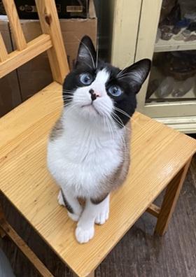 Gizmo